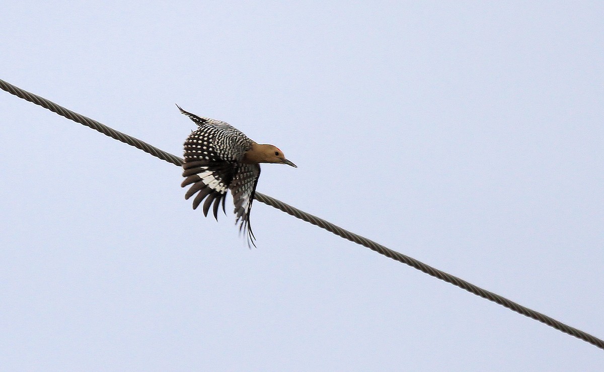 Gila Woodpecker - Patrick MONNEY