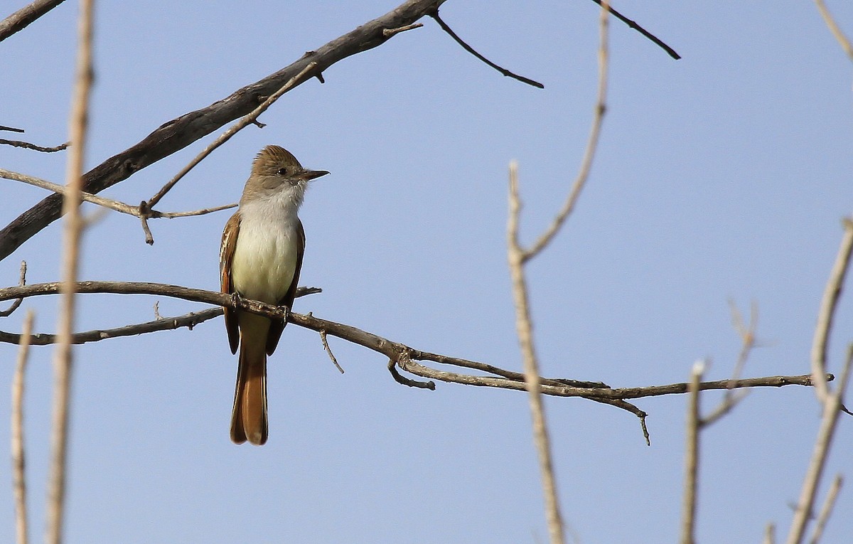Ash-throated Flycatcher - ML66623931