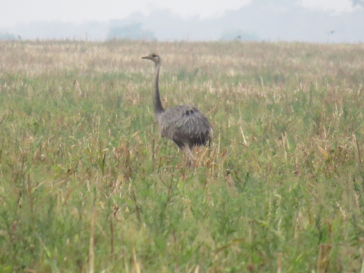 Greater Rhea - ML66624091