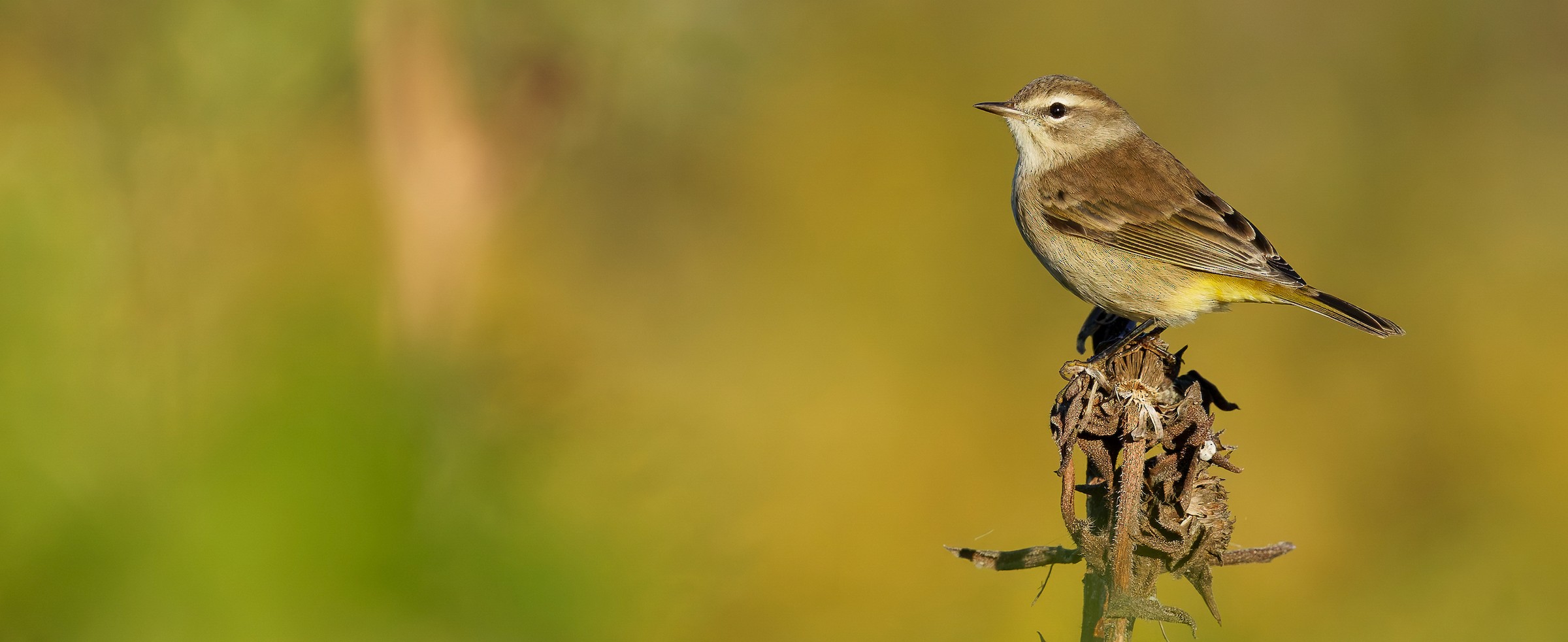 Birds of the World - Cornell Lab of Ornithology
