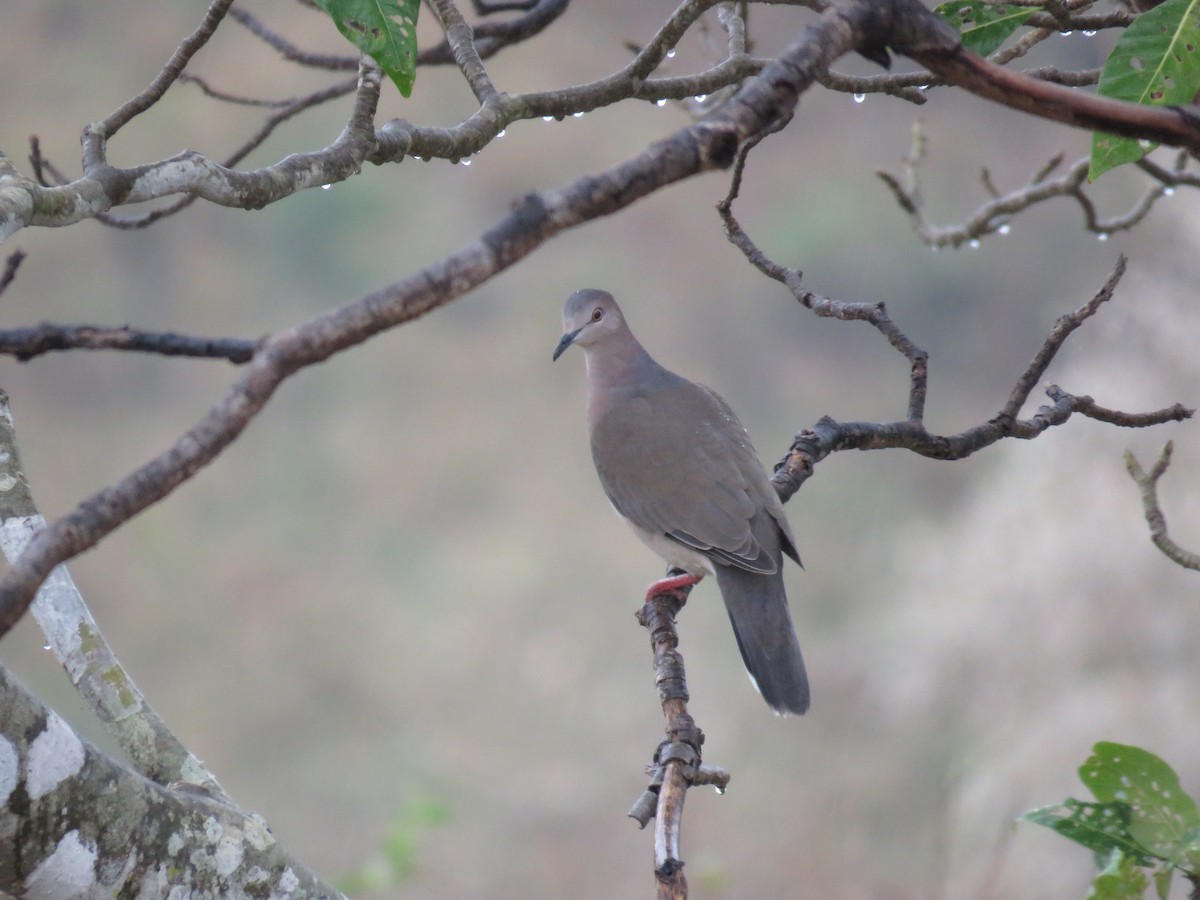 Colombe à front gris - ML66624361