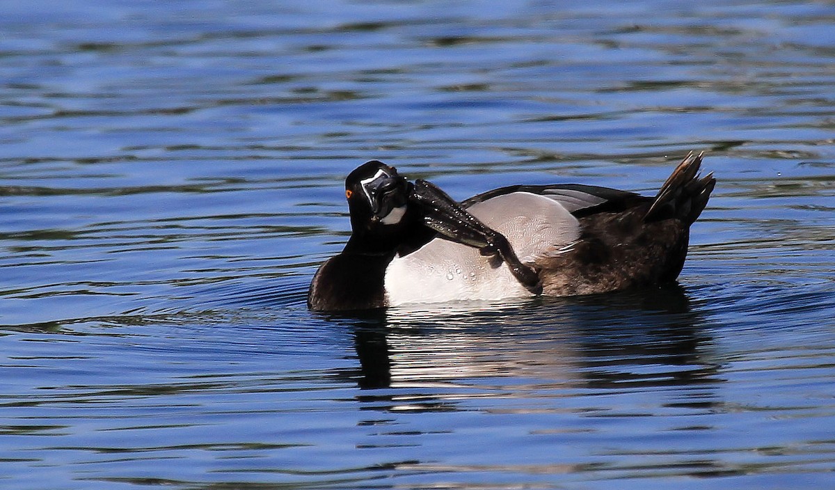 Ring-necked Duck - ML66625051