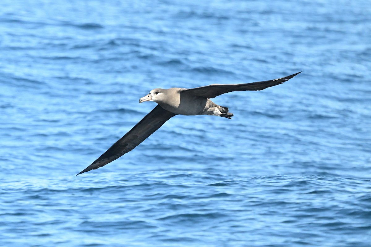 eBird Checklist - 3 Oct 2026 - North Pacific Ocean, 37.36856, -123. ...