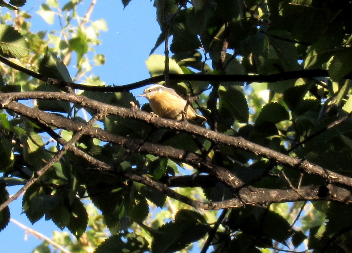 Red-breasted Nuthatch - ML66628341