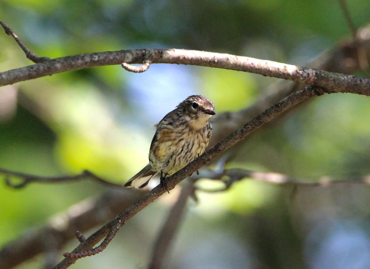 Yellow-rumped Warbler - emily weber