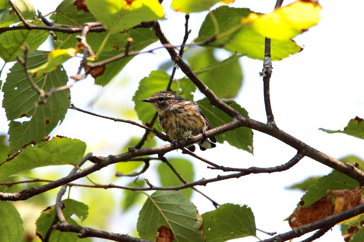 Yellow-rumped Warbler - emily weber