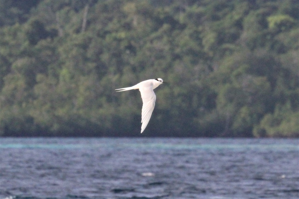 Black-naped Tern - ML66629641