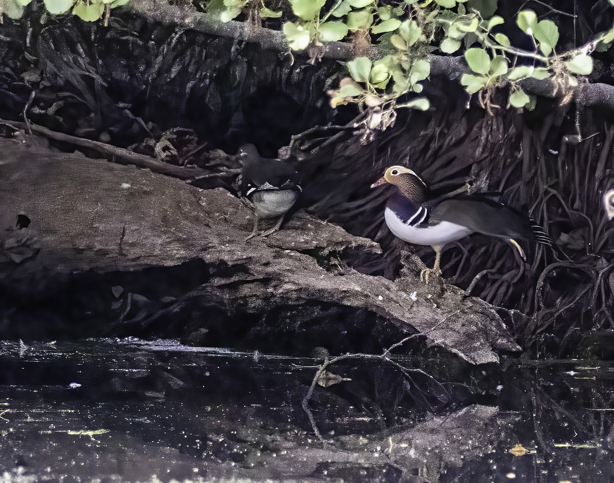 eBird Checklist - 6 Oct 2026 - Wimpole Estate (NT) - 27 species
