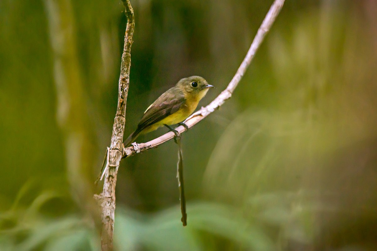 Black-tailed Flycatcher - ML66630221