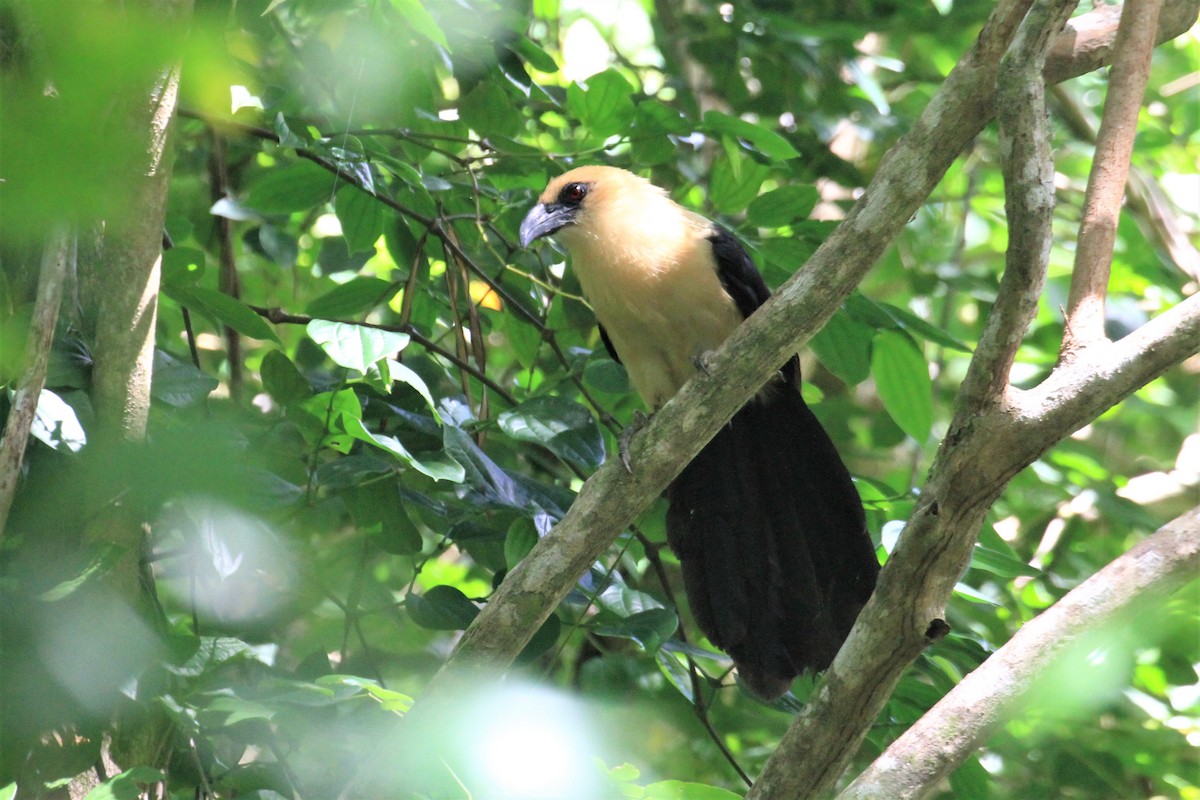 Buff-headed Coucal - Charles Davies
