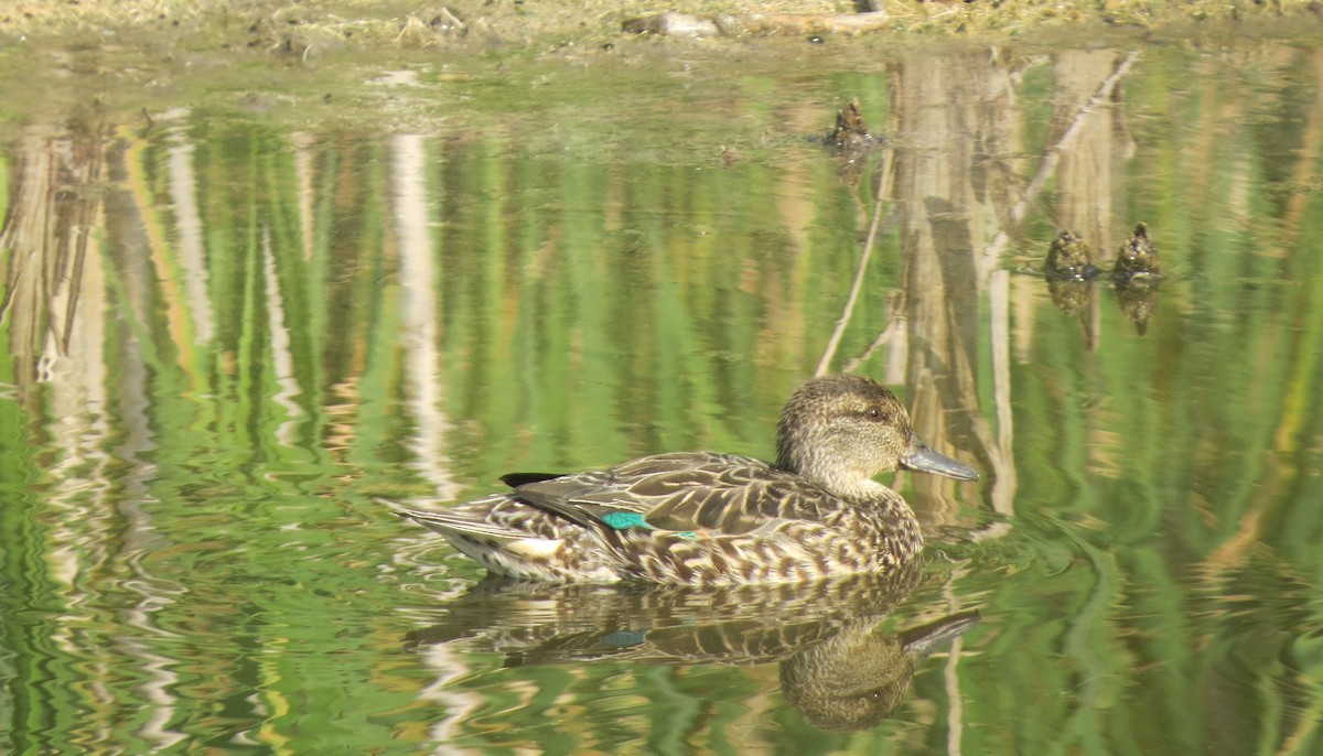 Green-winged Teal (American) - ML66630991