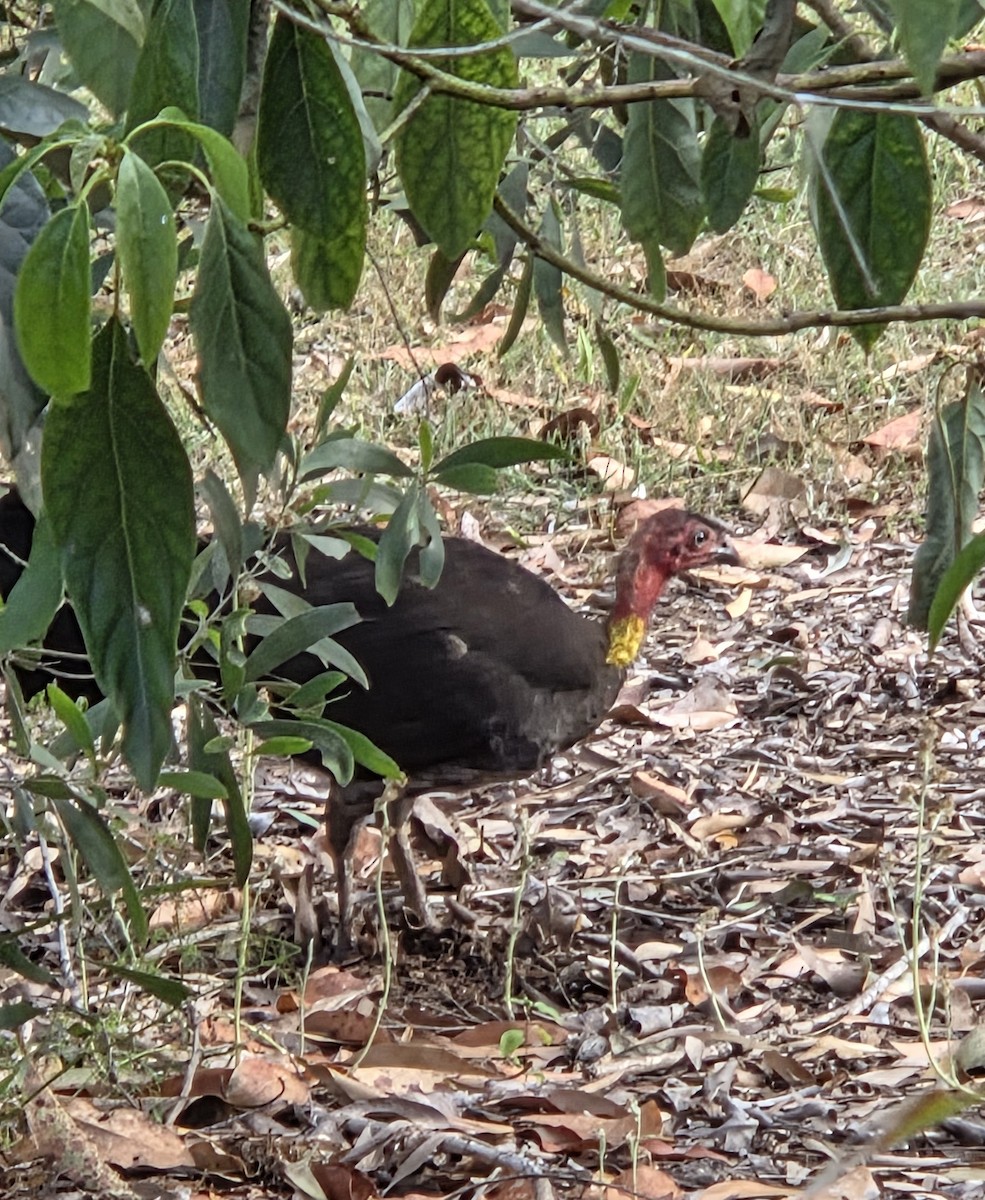 eBird Checklist - 6 Oct 2026 - Edwards Park - 23 species
