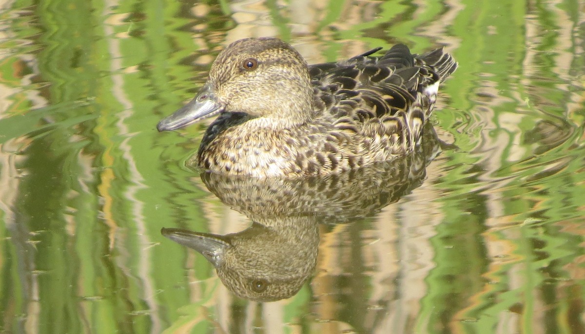 Green-winged Teal (American) - ML66631021