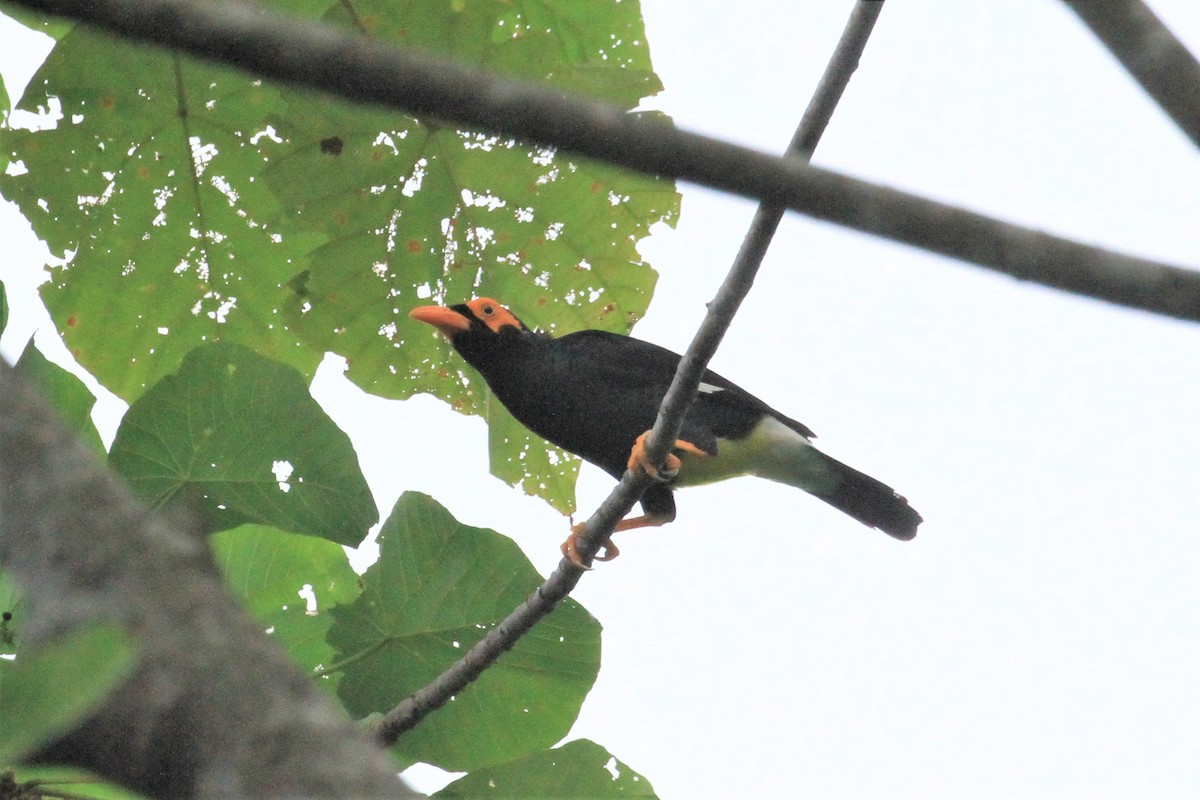 Long-tailed Myna - Charles Davies