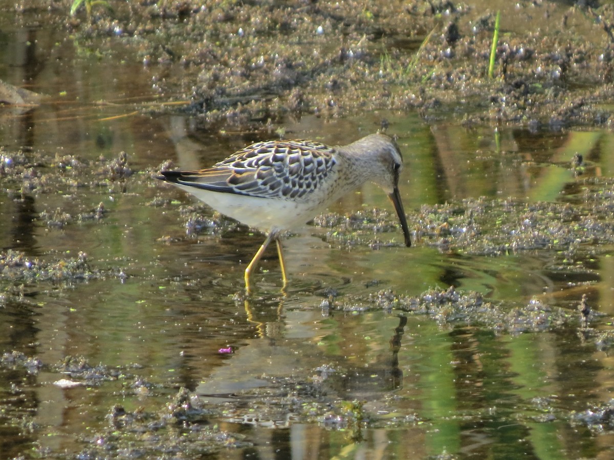 Stilt Sandpiper - ML66631191