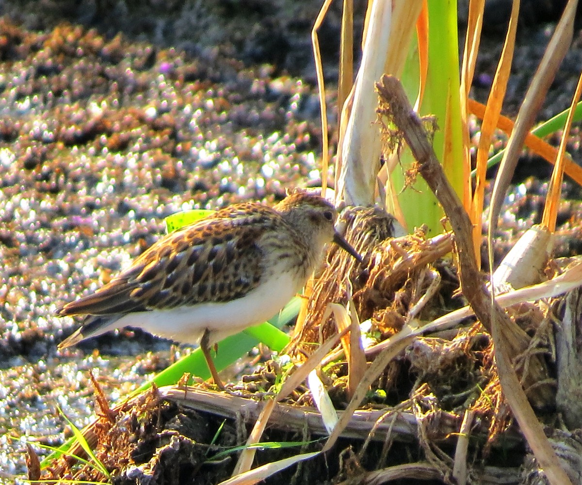 Least Sandpiper - ML66631271