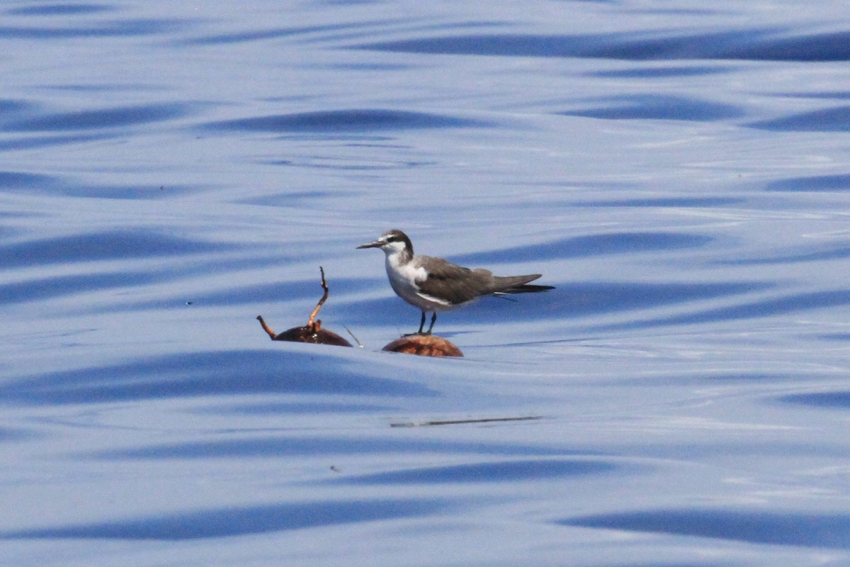 Bridled Tern - ML66631321