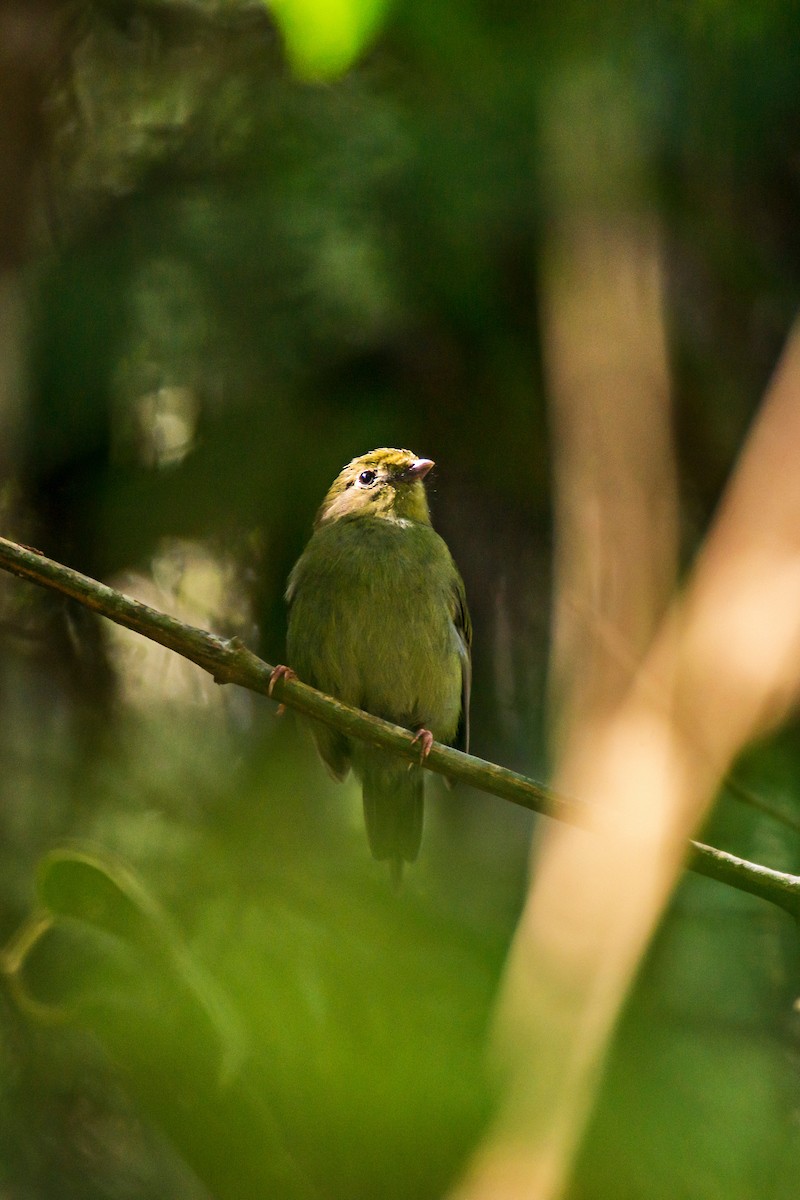 Swallow-tailed Manakin - ML66631571