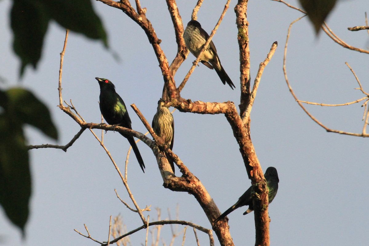 Metallic Starling - ML66631941