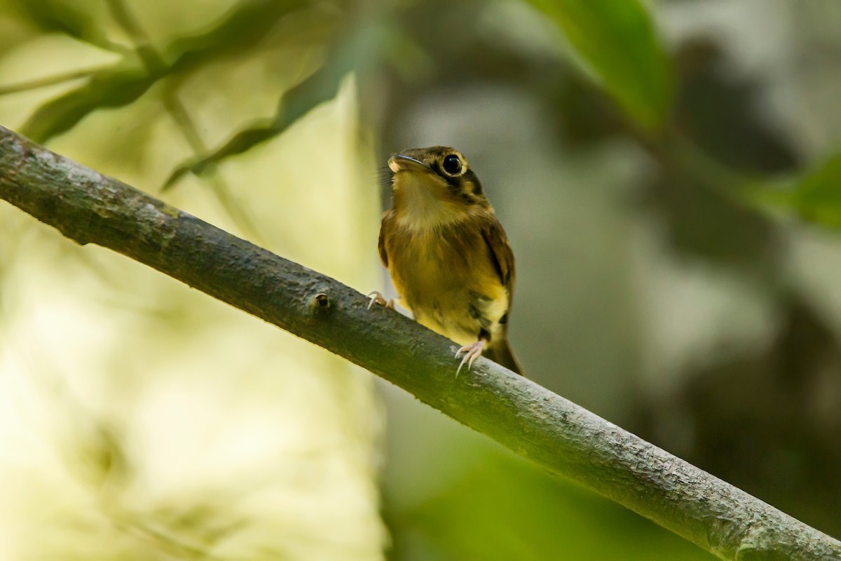 White-throated Spadebill - ML66632111
