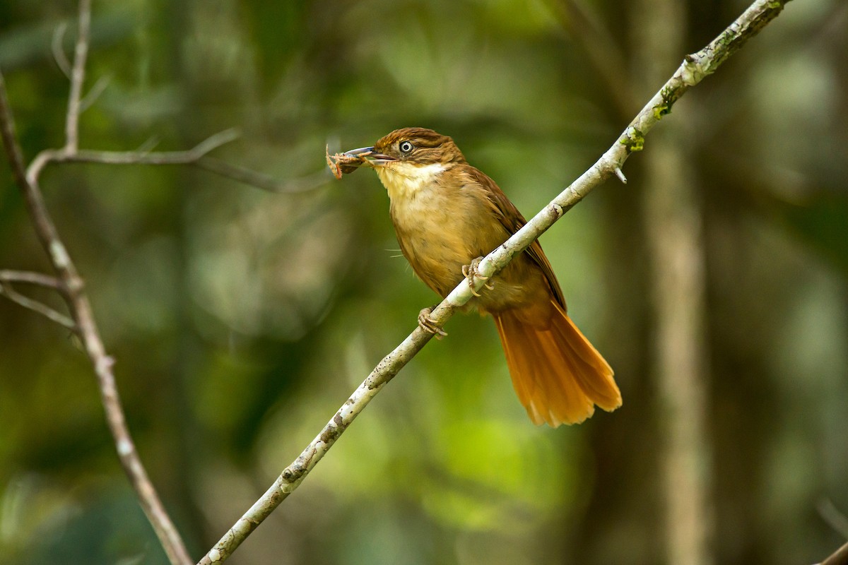 White-eyed Foliage-gleaner - ML66632351