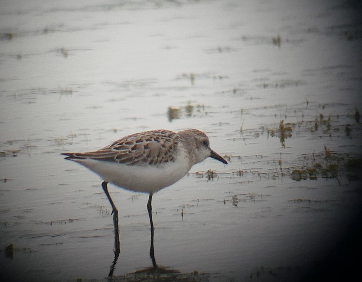 Semipalmated Sandpiper - ML66632661