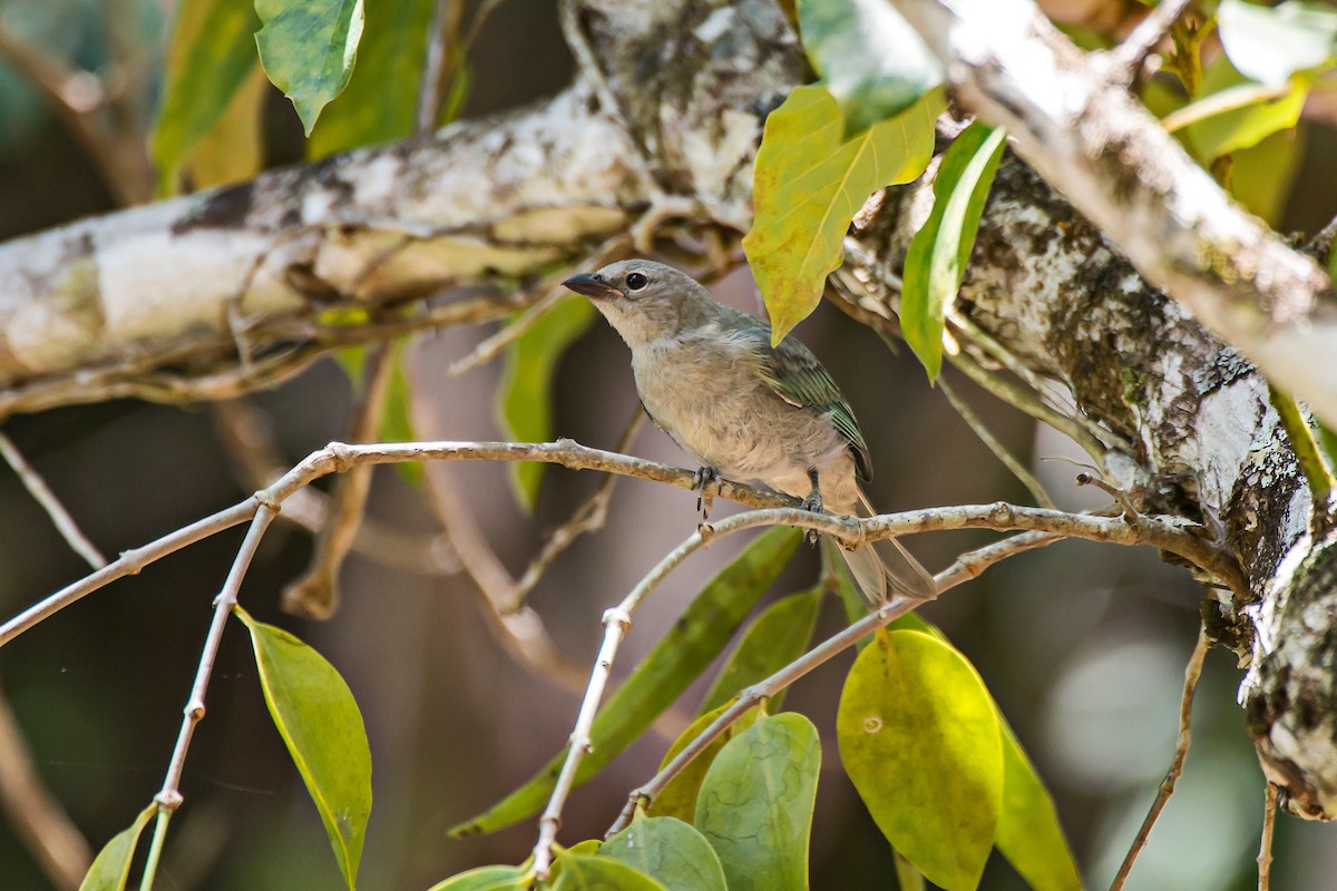 Sayaca Tanager - ML66632751