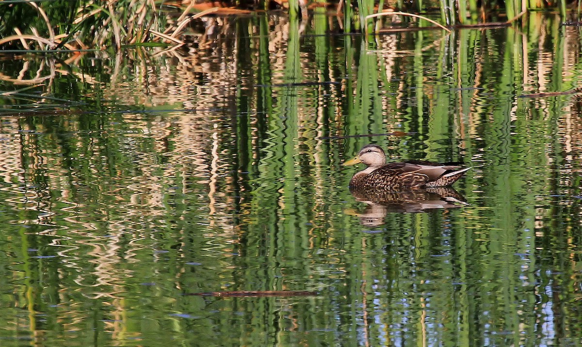 Mexican Duck - Patrick MONNEY