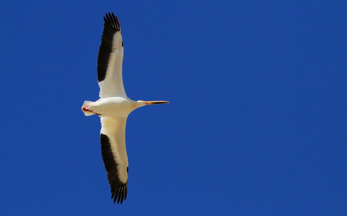 American White Pelican - Patrick MONNEY