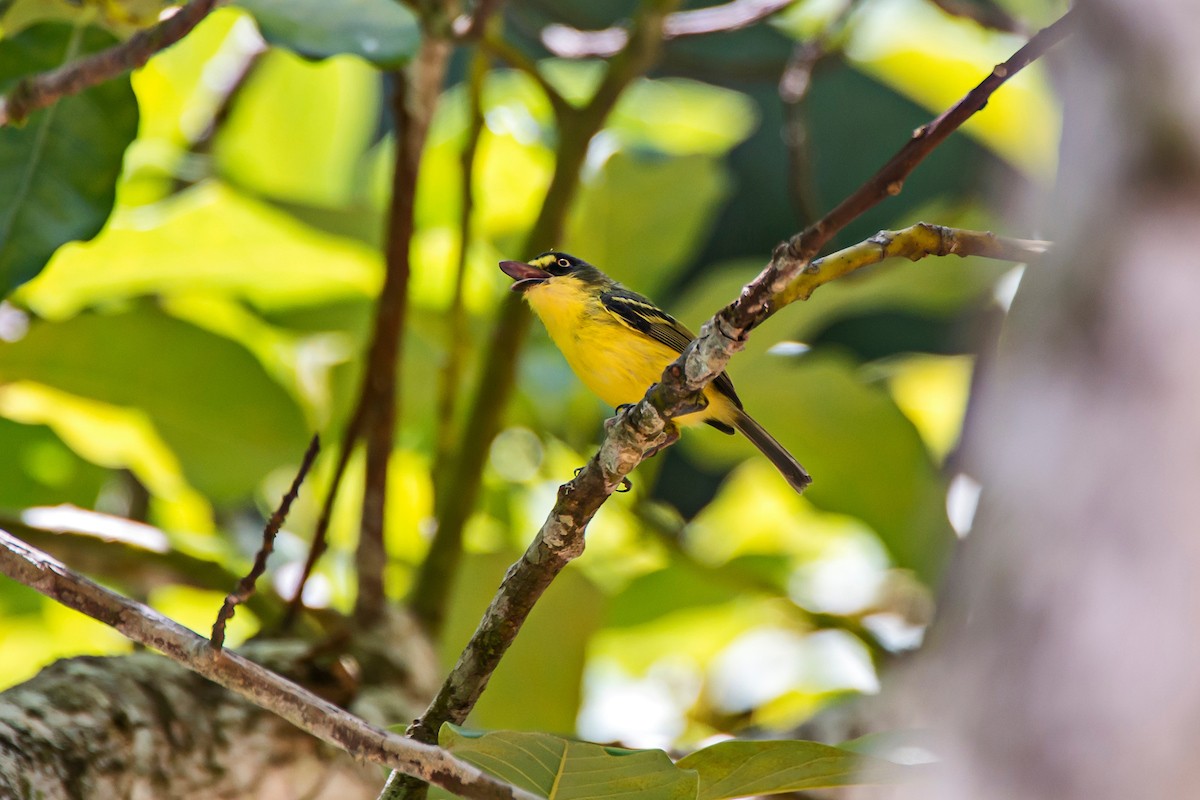 Gray-headed Tody-Flycatcher - ML66632941