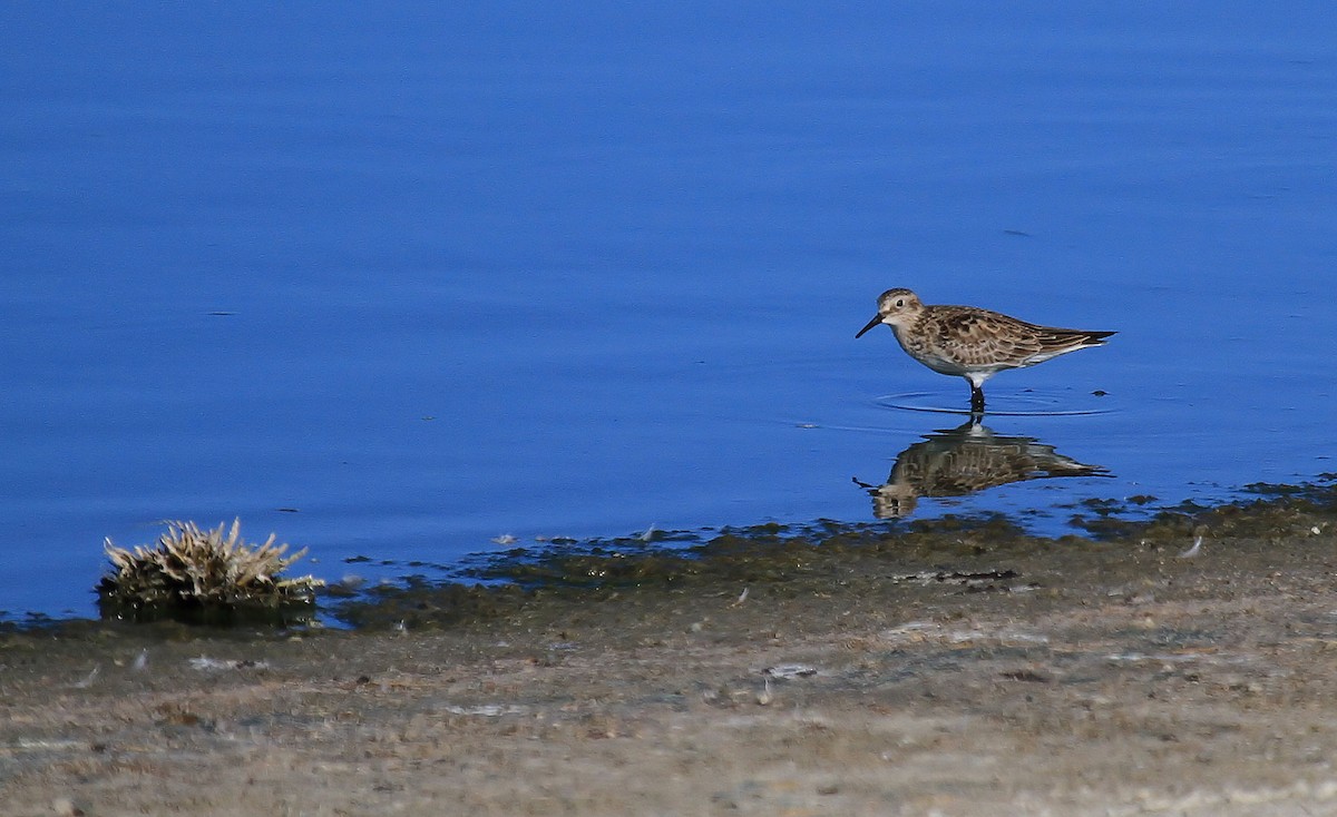 Baird's Sandpiper - Patrick MONNEY