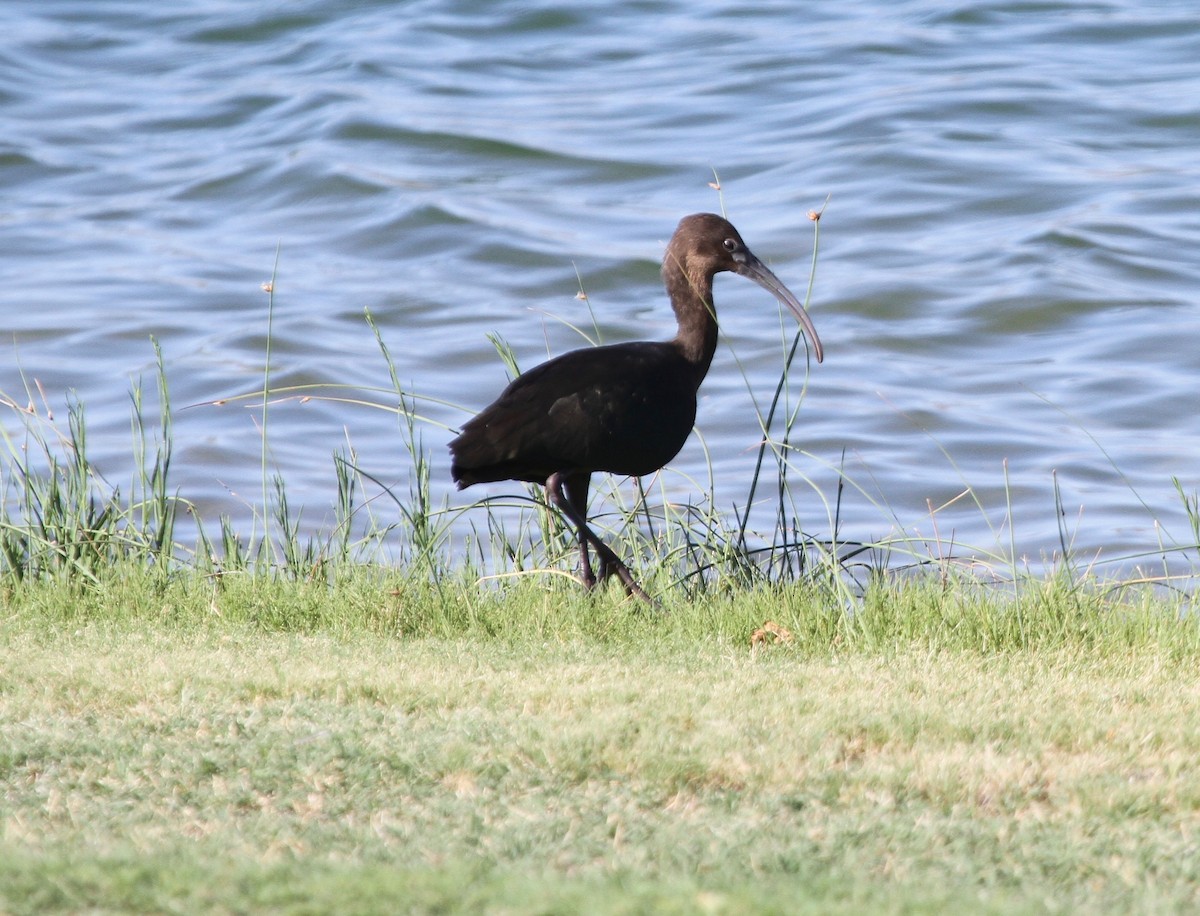 White-faced Ibis - ML66633141