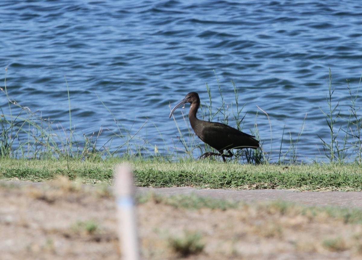 White-faced Ibis - ML66633191