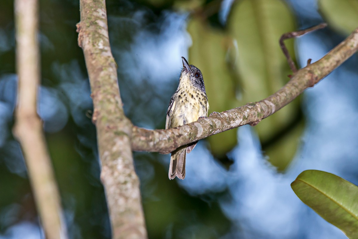 Spot-breasted Antvireo - ML66633201