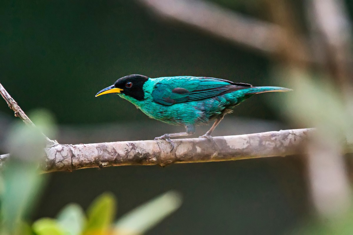 Green Honeycreeper - ML66633311