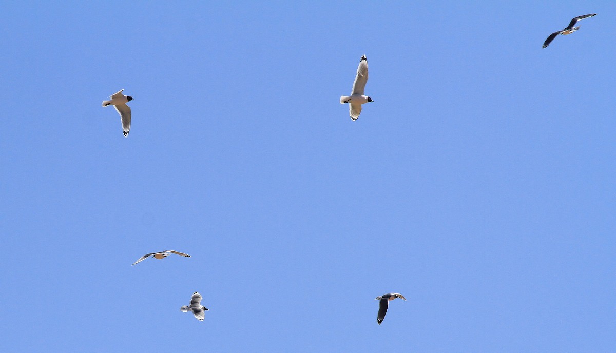 Gaviota Pipizcan - ML66633341