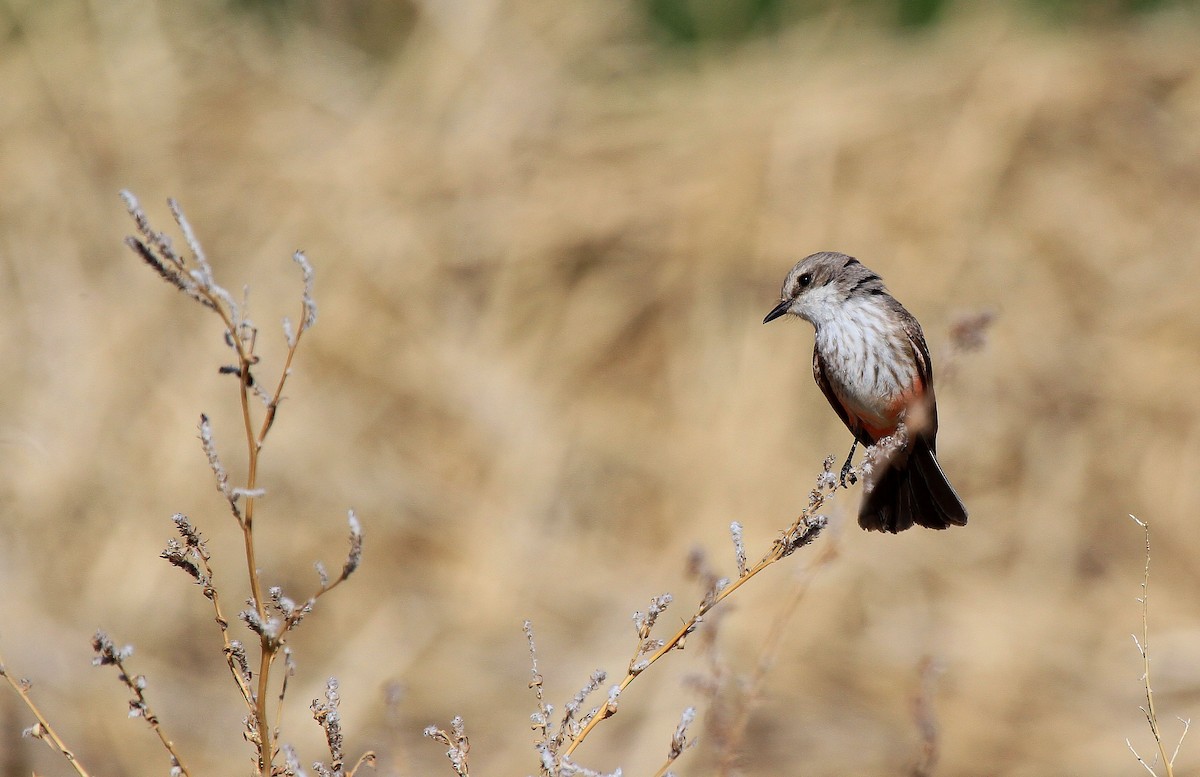 Vermilion Flycatcher - Patrick MONNEY