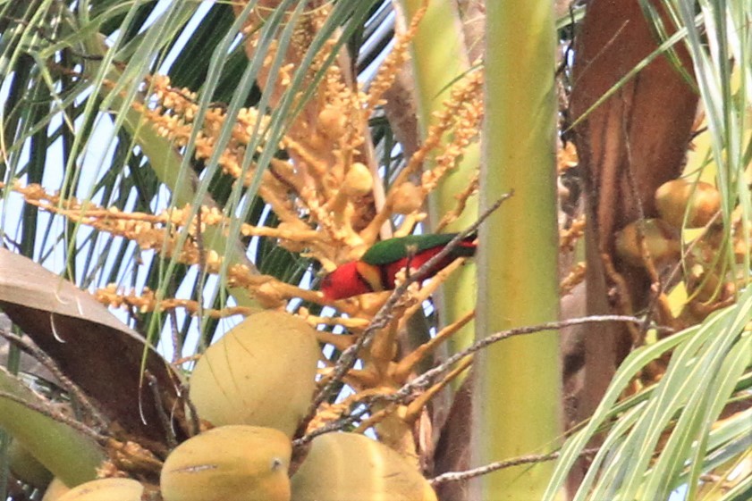 Margarita Loriketi - ML66633581