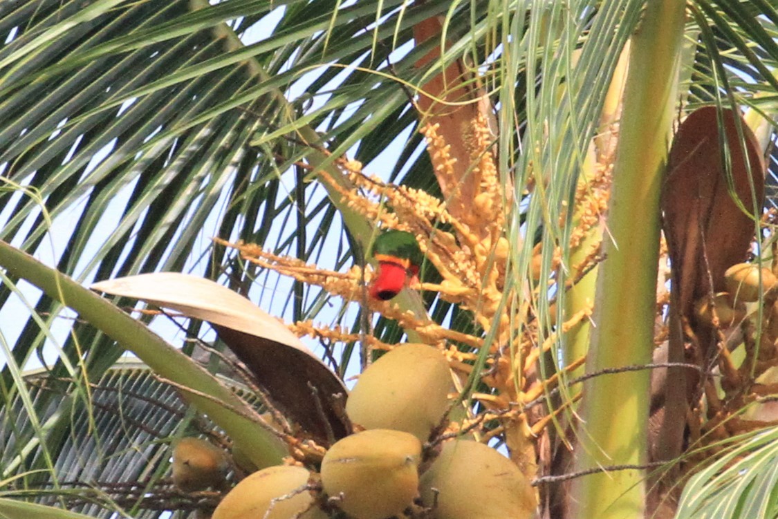 Margarita Loriketi - ML66633621