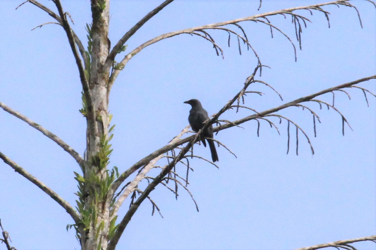 North Melanesian Cuckooshrike - ML66633671