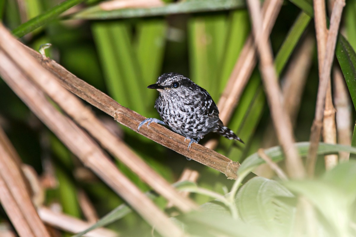 Scaled Antbird - ML66634131