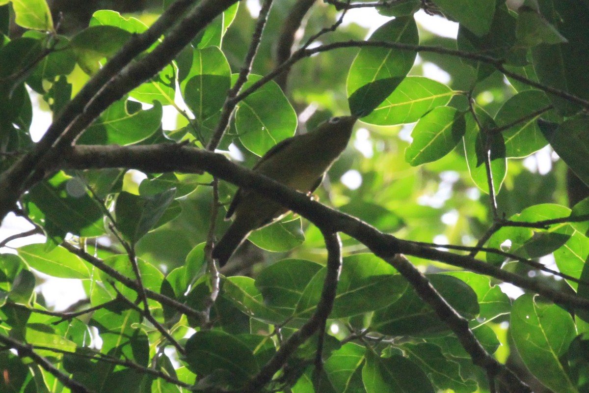 Kolombangara-Brillenvogel - ML66634301