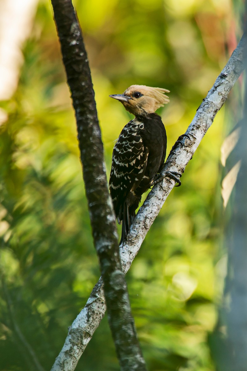 Blond-crested Woodpecker - Leonardo Merçon / Instituto Últimos Refúgios