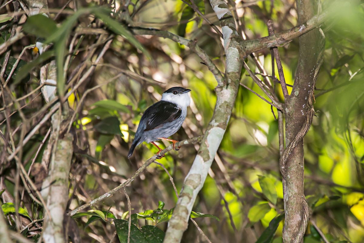 White-bearded Manakin - ML66634911