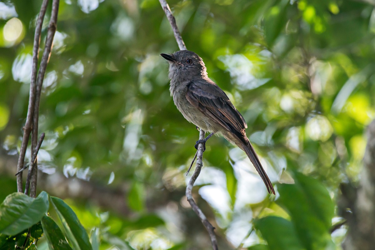 Grayish Mourner - ML66635021