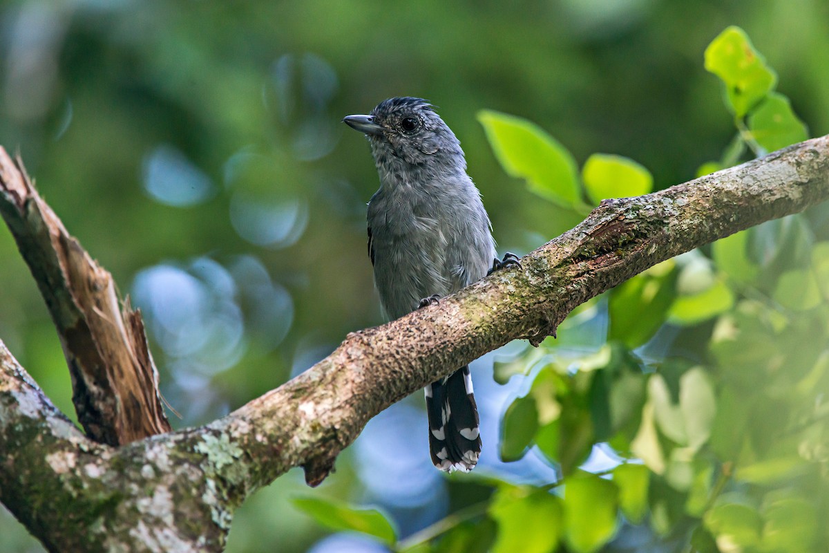 Variable Antshrike - ML66635191