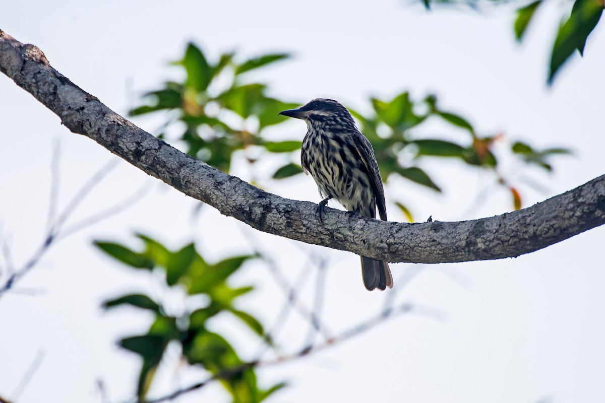 Streaked Flycatcher - ML66635441