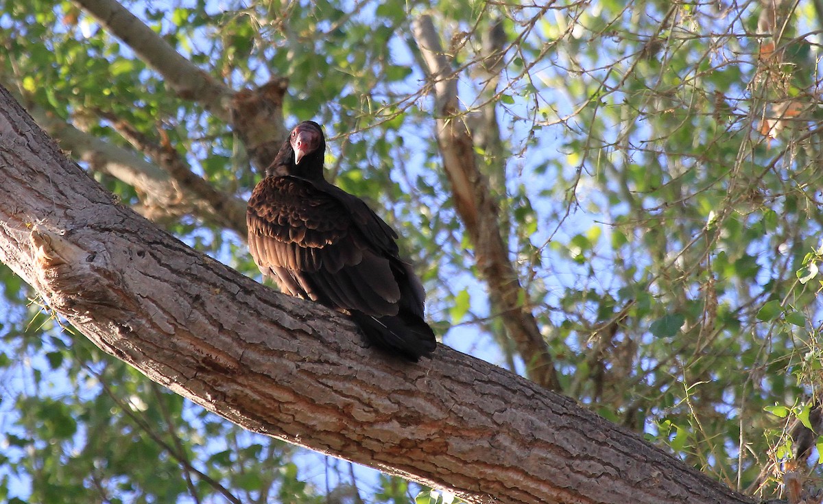 Turkey Vulture - ML66635511