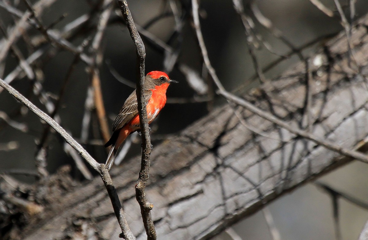 Vermilion Flycatcher - ML66635571