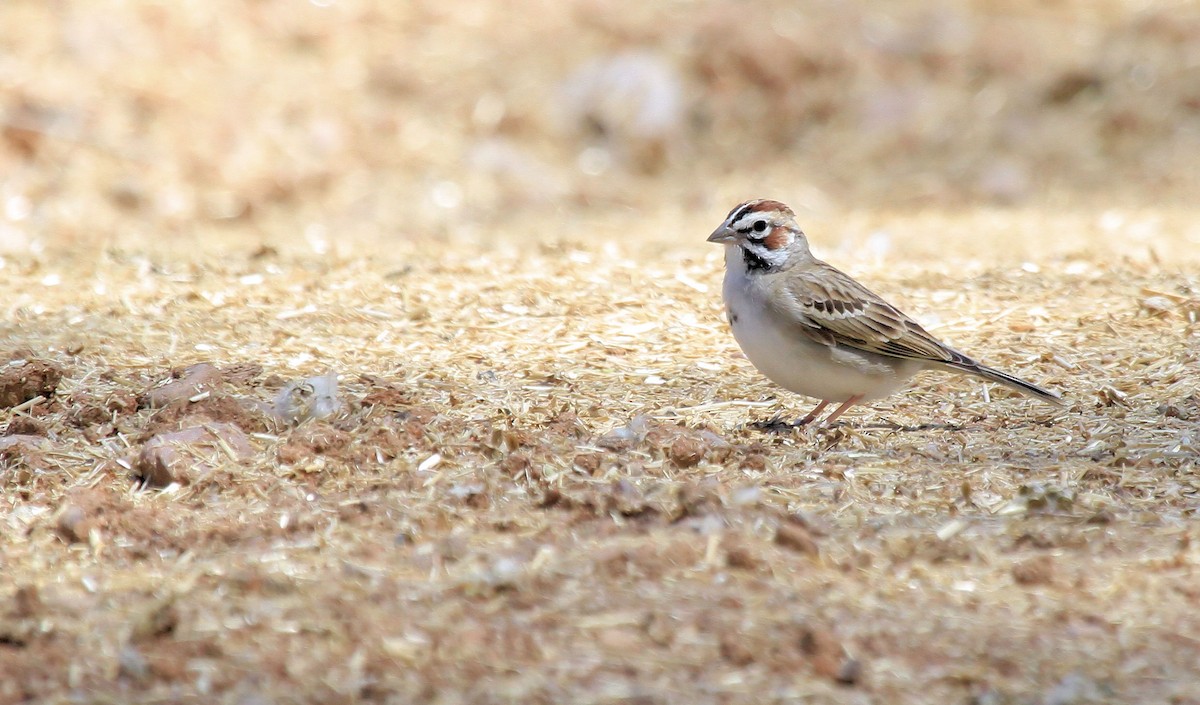 Lark Sparrow - ML66635601